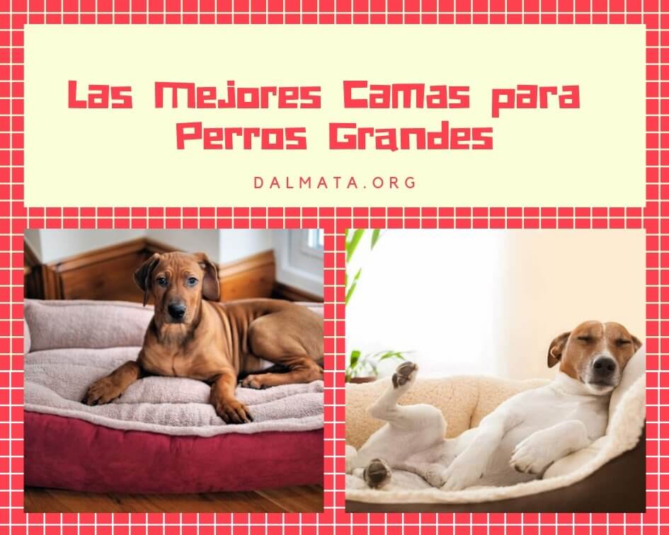 camas para perros grandes