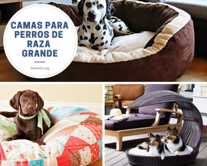 Camas para perros de raza grande ¿Cuál elegir? ¿Cómo hacerlo?