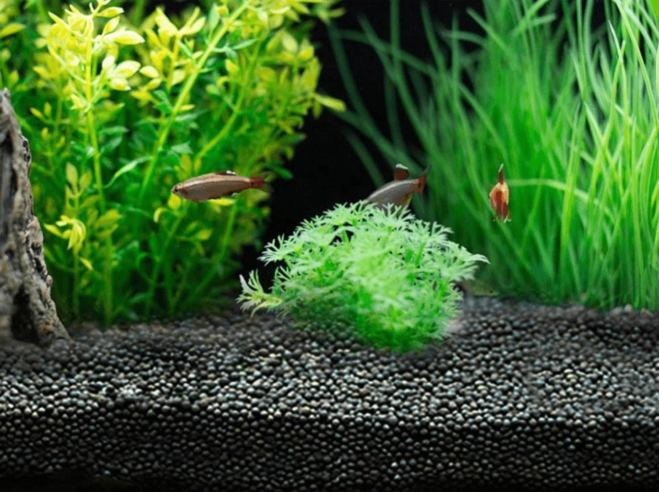 arena acuario