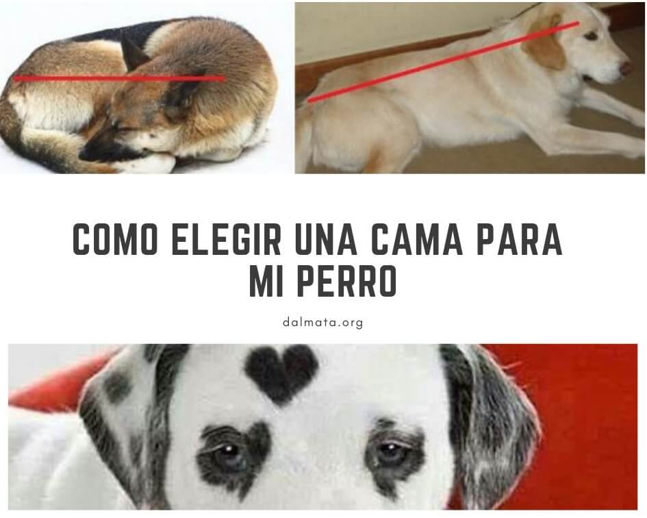 camas para perros grandes lavables