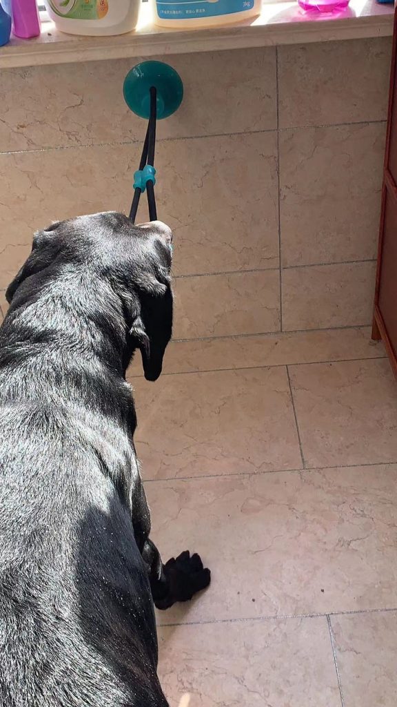 juguete perros ventosa