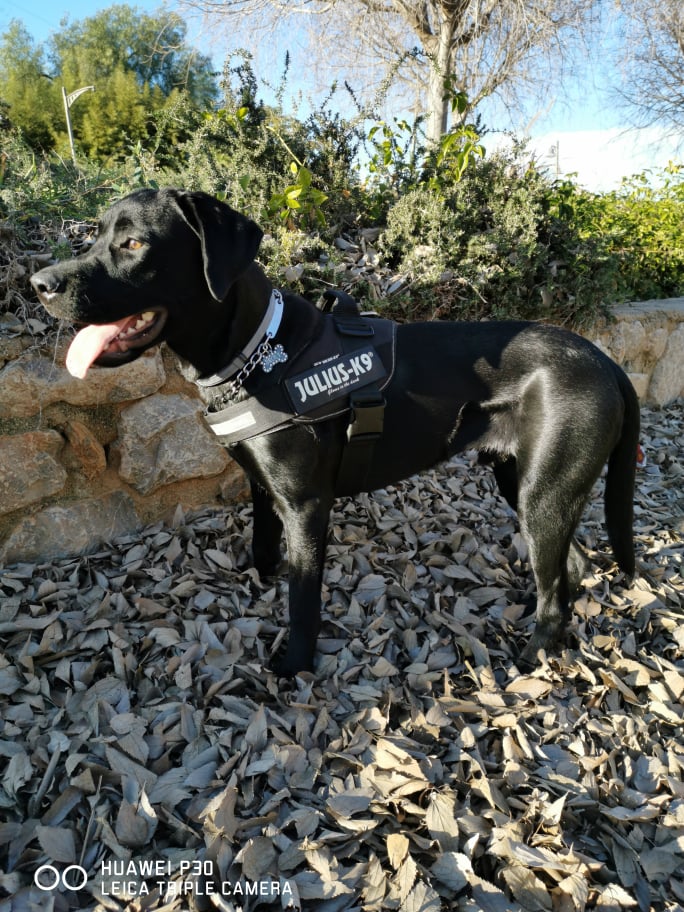 Juguetes para perros que se pueden comprar en Aliexpress